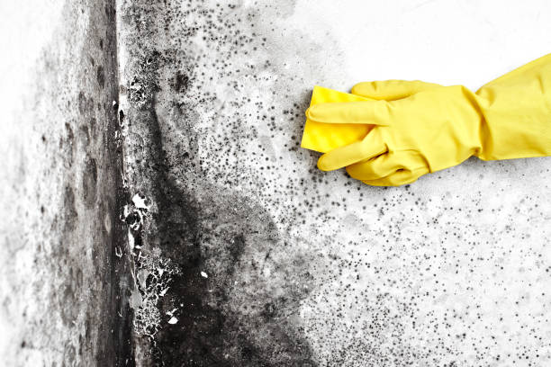 Trusted Stevenson, WA Mold Removal Experts