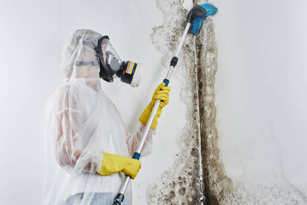 Best Mold Testing  in Stevenson, WA