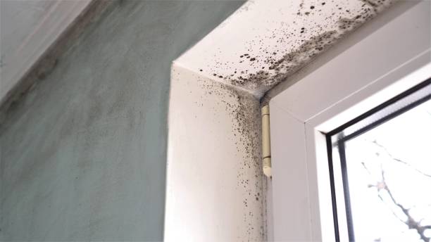 Best Mold Testing  in Stevenson, WA