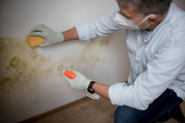 Best Toxic Mold Removal  in Stevenson, WA