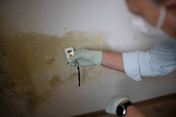 Best Mold Remediation  in Stevenson, WA