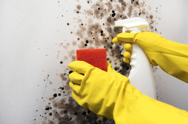Best Same-Day Mold Removal  in Stevenson, WA