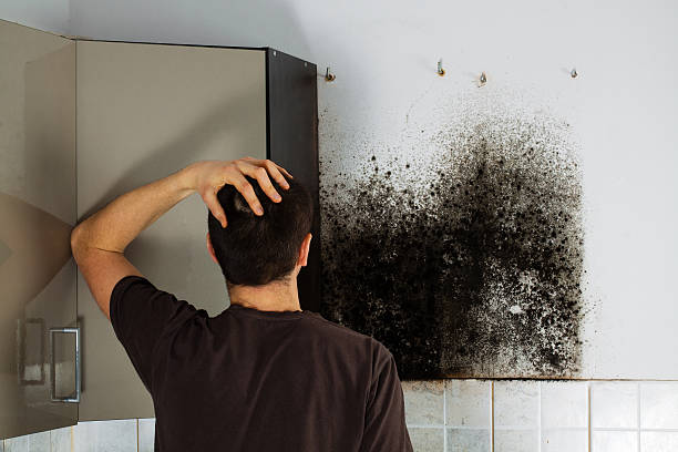 Best Commercial Mold Removal  in Stevenson, WA